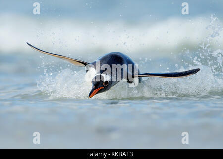 Gentoo Pinguin tauchen an den Ufern des Falkland Inseln im Atlantik. Stockfoto