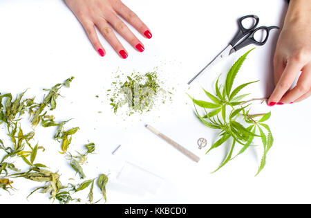 Mädchen wickeln Marihuana gemeinsamen oberen Winkel anzeigen Stockfoto