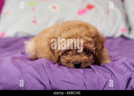 Süße kleine Pudel Welpen Handauflegen home Bed close-up Stockfoto