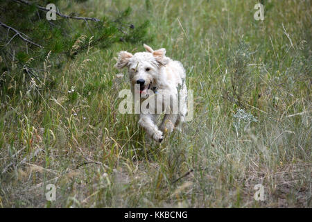 Laufende labradoodle Welpen Stockfoto