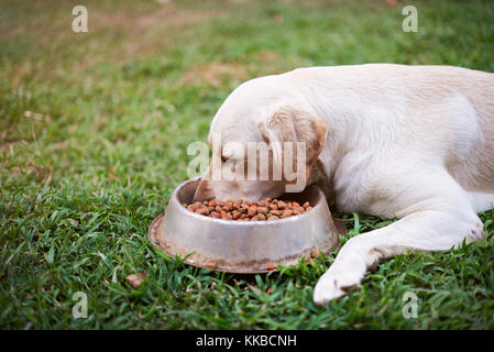 Seitenansicht von Labrador Essen ausserhalb auf grünem Gras verschwommenen Hintergrund. Hund essen aus Metall Schüssel Stockfoto