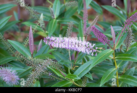 Hebe 'Midsummer Beauty' Blüte im November. Stockfoto