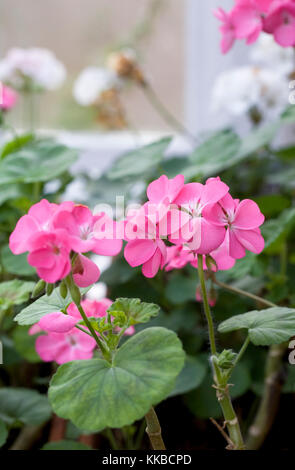 Pelargonien Überwinterung im Gewächshaus. Stockfoto