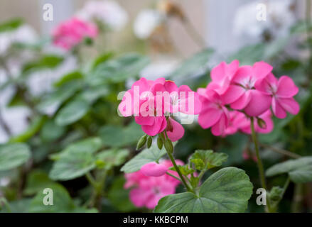 Pelargonien Überwinterung im Gewächshaus. Stockfoto