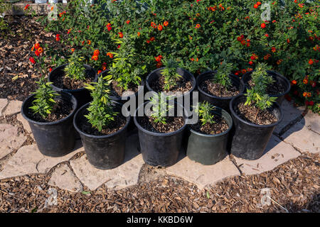 Indica-Sativa Hybrid, der Cannabispflanze, Cannabis, Marihuana Pflanze, Marihuana Pflanzen, medizinisches Marihuana, alternative Medizin, Heilpflanzen, Ca Stockfoto