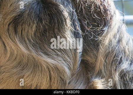 Der linnaeus Zwei-toed Sloth - choloepus didactylus - Pelz closeup. Auch bekannt als unau. captive Muster. Rehabilitation Center, nicht zu lösen. Stockfoto