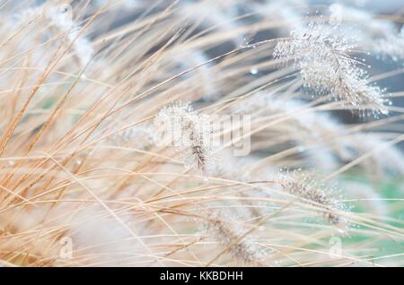 Garten erfasst von Fuzzy Schwänze auf Cat tails und Fancy Gräser Stockfoto