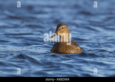 Eine weibliche Stockente Anas platyrhynchos Schwimmen auf einem blauen See Stockfoto