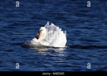 Ein höckerschwan Cygnus olor Schwimmen auf blauem Wasser in einer Bedrohung Haltung Stockfoto