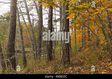 Das riesige Cleveland Metroparks Park System umfasst die North Chagrin Reservation, wo die Herbstfarben ihre November Brillanz zeigen. Stockfoto