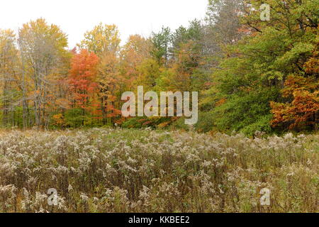 Das riesige Cleveland Metroparks Park System umfasst die North Chagrin Reservation, wo die Herbstfarben ihre November Brillanz zeigen. Stockfoto