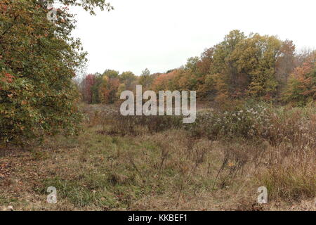 Das riesige Cleveland Metroparks Park System umfasst die North Chagrin Reservation, wo die Herbstfarben ihre November Brillanz zeigen. Stockfoto