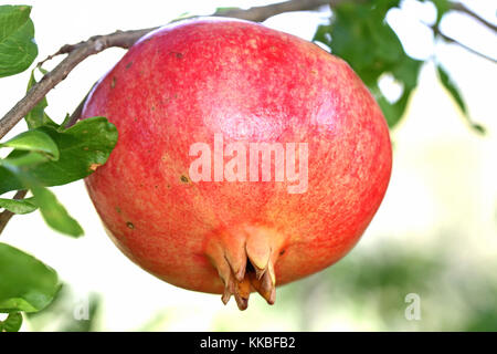 Rote Granatapfel Obst latin Punica auf der Baum im Herbst oder fallen in Italien extrem Nahaufnahme Bild Stockfoto