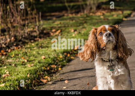 Cavalier King Charles spaniel Stockfoto