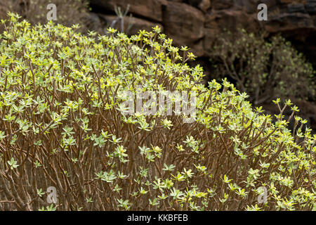 Flora in Lanzarote, Spanien Stockfoto