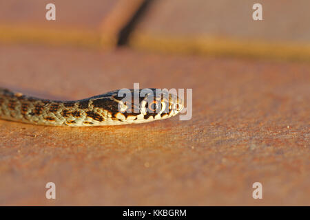 Grün oder westlichen whipsnake oder Peitsche Schlange close up in Italien lateinischer Name hierophis oder coluber viridiflavus Stockfoto