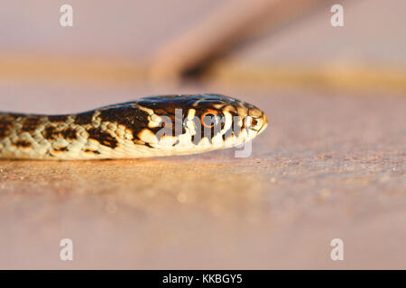 Grün oder westlichen whipsnake oder Peitsche Schlange close up in Italien lateinischer Name hierophis oder coluber viridiflavus Stockfoto