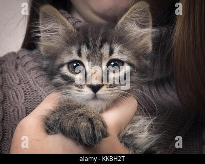 Süße kleine Kätzchen in die Hände der Frauen. traurige Tier aus dem Tierheim Stockfoto