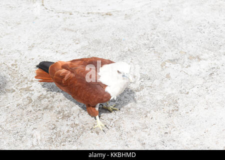 Philippinische Hawk (lawin) ist eine der großen Vögel, die in das Land den Namen gefunden werden können. Sie sind bedroht. Nehmen wir an, Sie zu schützen. Stockfoto