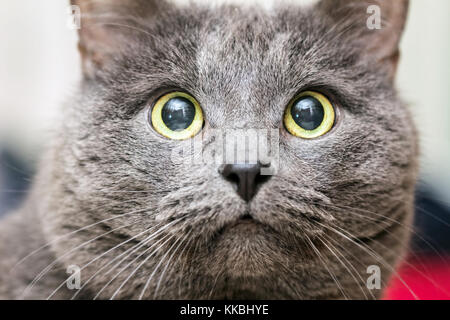 Close-up Portrait von Erwachsenen graue Katze mit gelben Augen Stockfoto