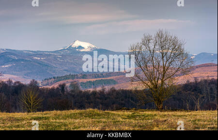 Blattlosen Bäume auf grasbewachsenen Hügel in Berge im Frühling. Spektakuläre schneebedeckten Gipfel der Berge der Karpaten bieszczady wschodnie pikui Ridge in der Stockfoto