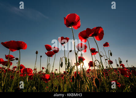 Bereich der roten Mohn Blume mit sunburst Schuß von unten. schöne Natur Hintergrund gegen den blauen Himmel Stockfoto