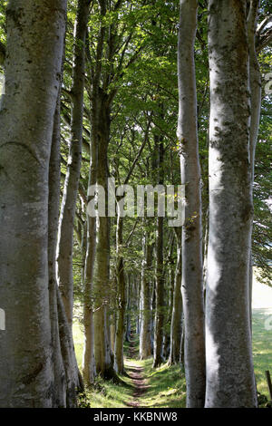 Einen Pfad zwischen zwei Reihen von Windschutz buche Bäume am Rande des tarland, einem Dorf in Aberdeenshire Stockfoto
