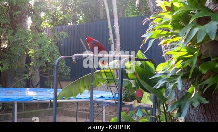 Eclectus Sonne genießen. Stockfoto