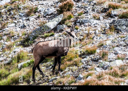 Gämsen in der westlichen Tatra in der Nähe von gaborovo sedlo (raczkowa przelecz) auf Slowakisch-polnischen Grenzen Stockfoto