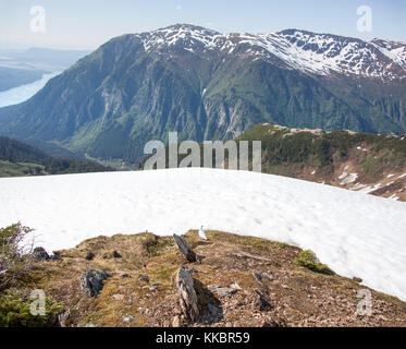 Die vertikale Panoramablick von juneau Berg vom Mount Roberts (Juneau, Alaska). Stockfoto