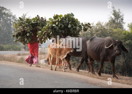 Frauen Tragen von Lasten von Laub auf ihren Schultern vom Land in das Dorf von Bijaipur, Rajasthan, Indien. Zwei Büffel und ein Kalb zu Fuß besi Stockfoto