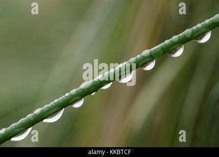 Regen fällt auf Gras Stammzellen Stockfoto