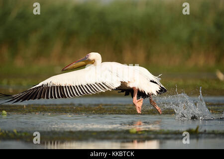 Donau Delta Vögel Stockfoto