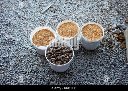 Eimer von getrockneten Futtermitteln für Rinder auf dem Boden warten in einem Trog oder Fütterung bin platziert werden winterfütterung zu ergänzen. Stockfoto