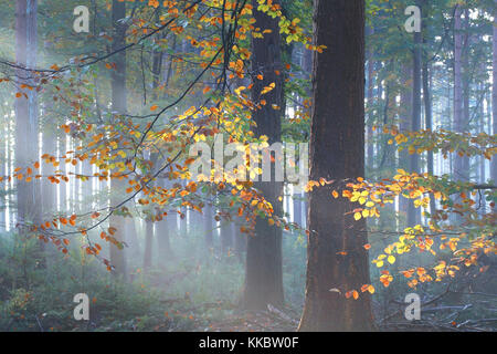 Sonnenstrahlen in bunten nebligen Herbst Wald Stockfoto