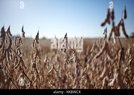 Nahaufnahme auf getrocknete Sojabohnen Pflanzen, die Hülsen in einem Bauernhof Feld bereit für die Ernte unter einem sonnigen blauen Himmel Stockfoto