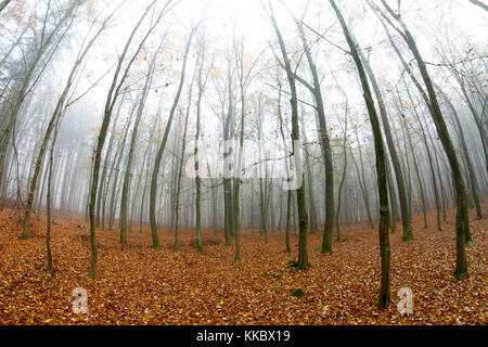 Junge Buchenwald im Herbst - Buchenholz voderady - große Buche Wald mit seltenen Pflanzen- und Tierarten. Stockfoto