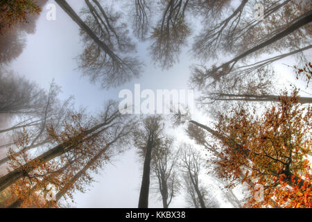 Misty Haze in einem Buchenwald im Herbst - Ansicht von unten Stockfoto