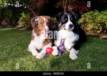 Paar liebe Hunde Gras zur Festlegung Stockfoto