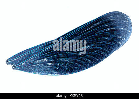 Blue Wings dragonfly Makro Nahaufnahme isoliert Stockfoto
