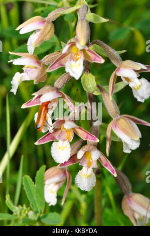 Marsh helleborine' Epipactis palustris' with Soldier Beetle, blühend im Juli, Braunton Burrows, Devon, Großbritannien Stockfoto