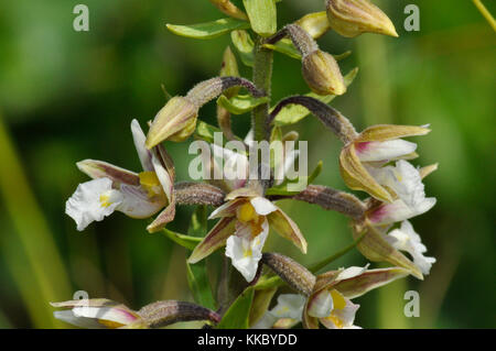 Marsh Helleborine Epipactis palustris 'Blumen' Juli August, in nassen sumpfigen Gebieten, chemische Sandford, Oxfordshire, UK Stockfoto