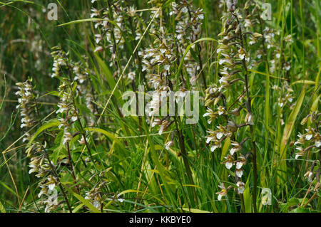 Marsh Helleborine Epipactis palustris 'Blumen' Juli August, in nassen sumpfigen Gebieten, chemische Sandford, Oxfordshire, UK Stockfoto