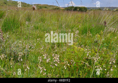 Marsh Helleborine Epipactis palustris 'Blumen' Juli August in der Düne in Brannenburg Burrows, Devon, Großbritannien Stockfoto