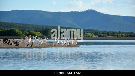 Pelikan Herde am Snake River im Yellowstone National Park Stockfoto