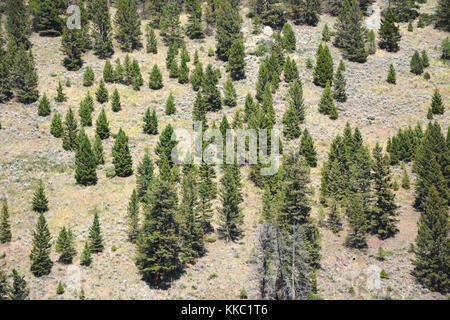 Wald in der Yellowstone National Park Stockfoto