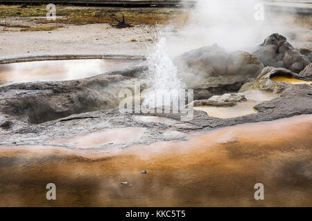 Avoca Feder thermische Funktion in biscuit Geyser Basin, Yellowstone National Park Stockfoto