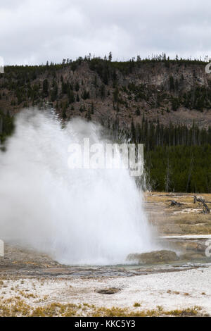 Jewel Geysir in biscuit Geyser Basin ausbrechenden, Yellowstone National Park Stockfoto