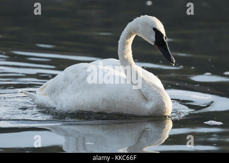 Trompeter Schwan (Cygnus buccinator) Fütterung in den Yellowstone River, Yellowstone National Park Stockfoto