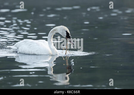 Trompeter Schwan (Cygnus buccinator) Fütterung in den Yellowstone River, Yellowstone National Park Stockfoto